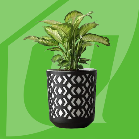 Decoração